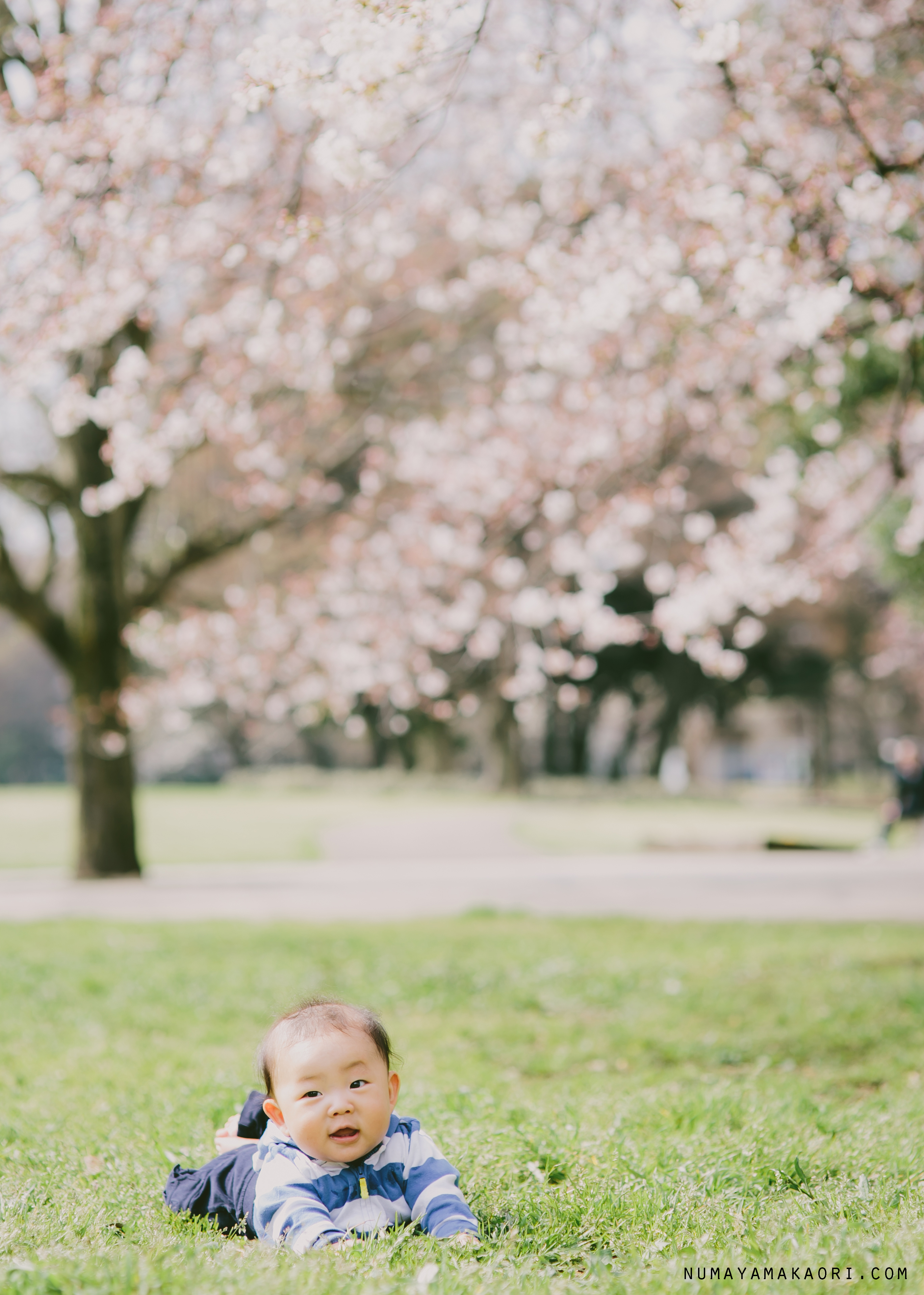 桜　こども　写真