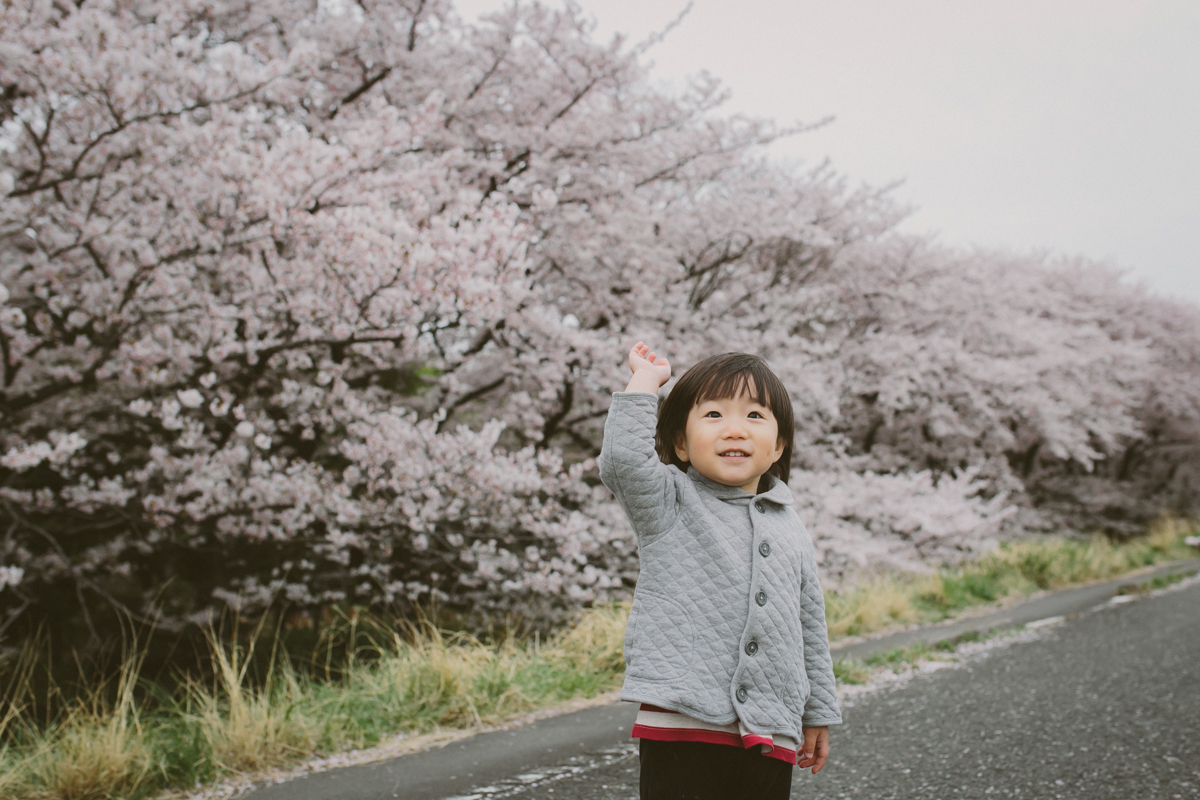 桜　写真　子供